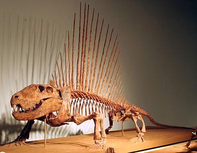 dimetrodon