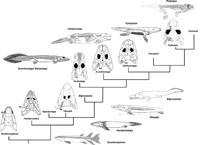 The Fish–Tetrapod Transition: New Fossils and Interpretations