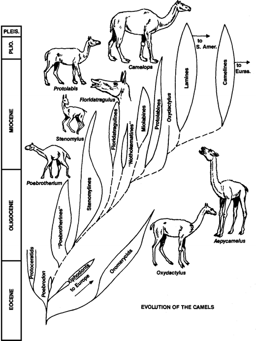 evolution fossil evidence of elephant