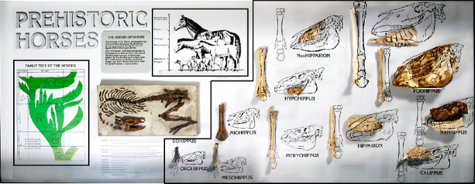 horse evolution tree