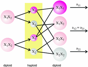 Mathematical Modeling Of Evolution. Solved And Open Problems | Springerlink