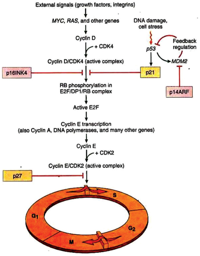 Study of Cyclin D1 Expression in Squamous Cell Carcinoma of Oral Cavity ...
