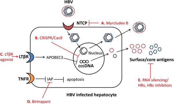 Advances In Therapeutics For Chronic Hepatitis B Springerlink