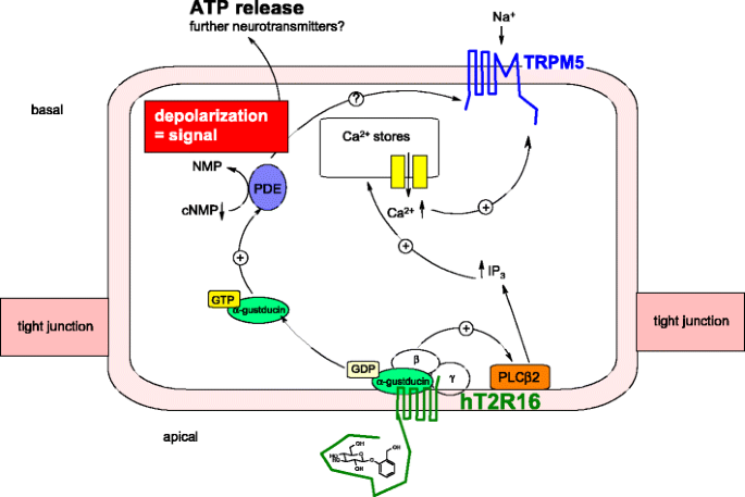 That bitter taste mac os catalina