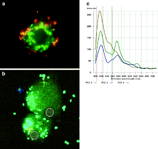 Phagocytosis and digestion of pH-sensitive fluorescent dye (Eos-FP ...