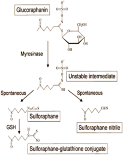 The role of Sulforaphane in cancer chemoprevention and health benefits: a  mini-review | Journal of Cell Communication and Signaling