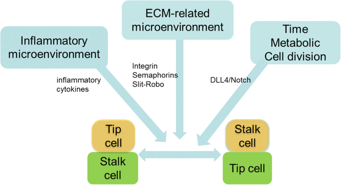 The endothelial tip-stalk cell selection and shuffling during angiogenesis  | SpringerLink
