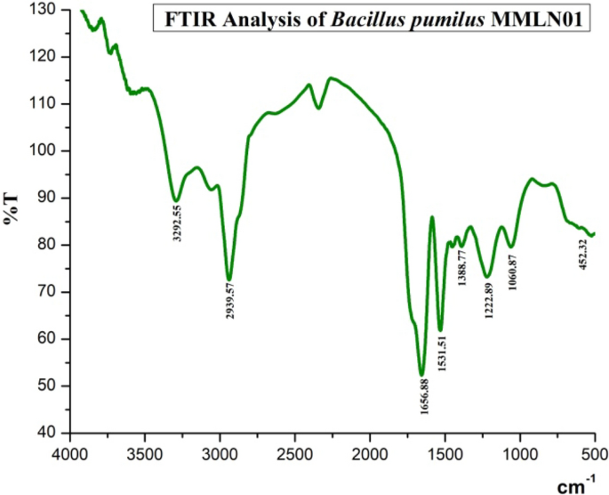 Effects of BiosurfactantProducing Bacteria Bacillus pumilus MMLN01 on