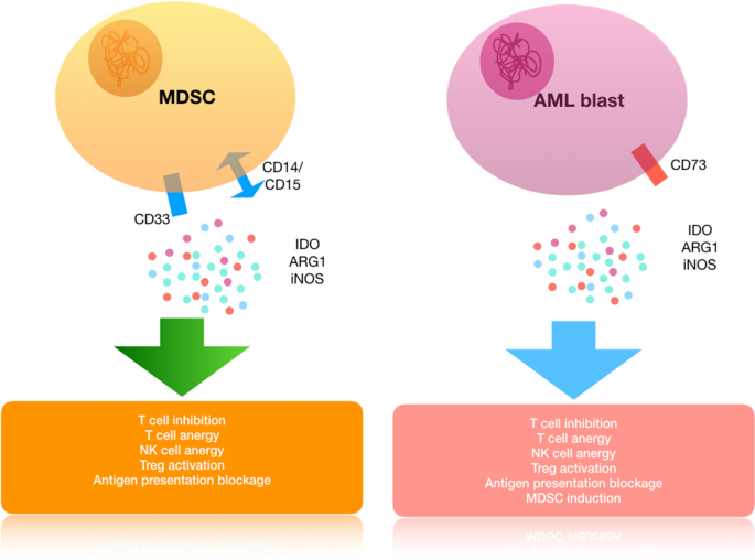 Immunotherapy In Aml A Brief Review On Emerging Strategies Springerlink
