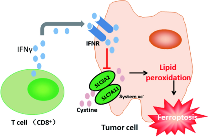 Ferroptosis An Iron Dependent Cell Death Form Linking Metabolism Diseases Immune Cell And Targeted Therapy Springerlink