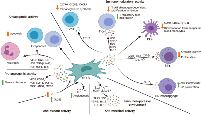 Mesenchymal stromal/stem cell-derived extracellular vesicles in tissue  repair: challenges and opportunities. - Abstract - Europe PMC