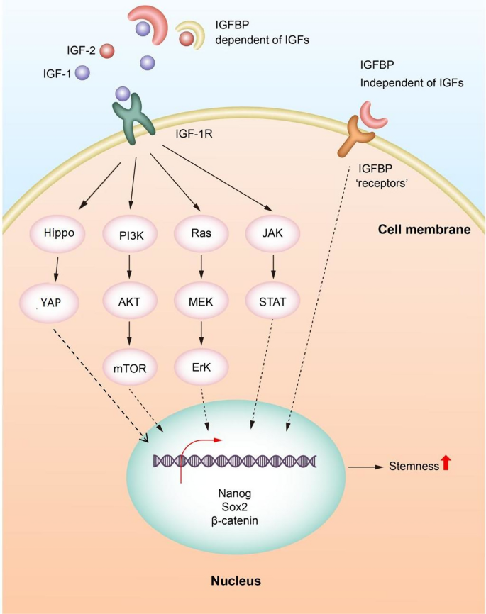 The role of IGF/IGF-1R signaling in the regulation of cancer stem cells ...