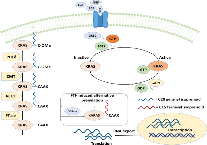 Kras Localization Emerging biomarkers for pancreatic cancer: from early detection to ...