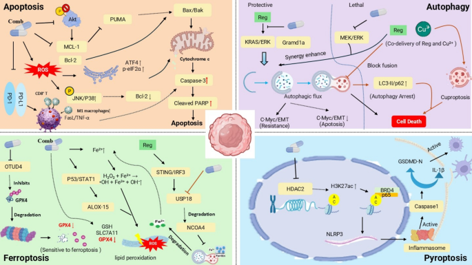 Synergistic mechanisms and clinical translation of regorafenib ...