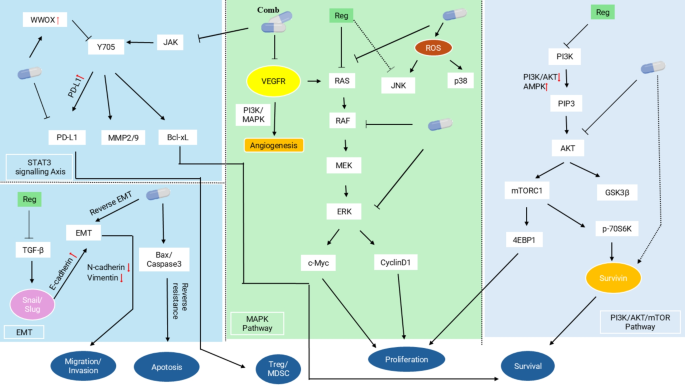 Synergistic mechanisms and clinical translation of regorafenib ...