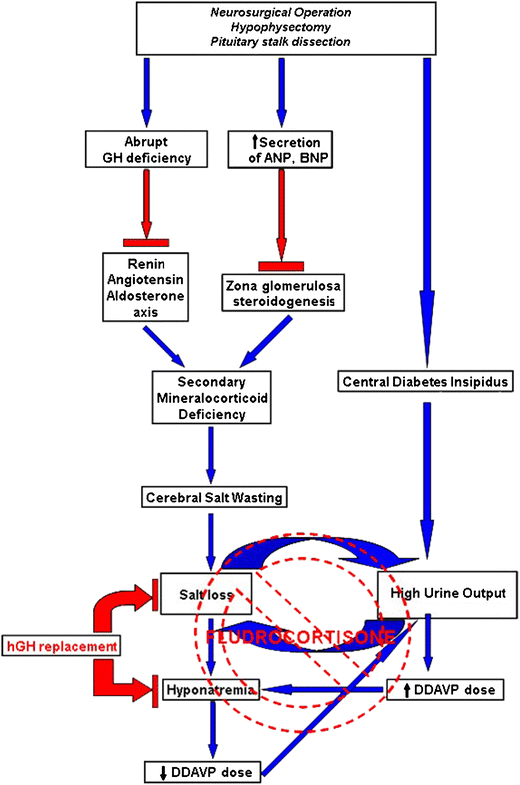 Cerebral Salt Wasting Complicated by Central Diabetes Insipidus and Growth  Hormone Deficiency | SpringerLink