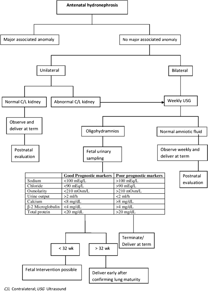Antenatally Diagnosed Surgical Conditions Fetus As Our Patient Springerlink Antenatally Diagnosed Surgical Conditions Fetus As Our Patient Springerlink