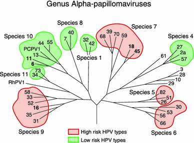 alpha papillomaviruses)