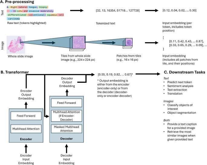An Introduction to Pathology Foundation Models | Head and Neck ...
