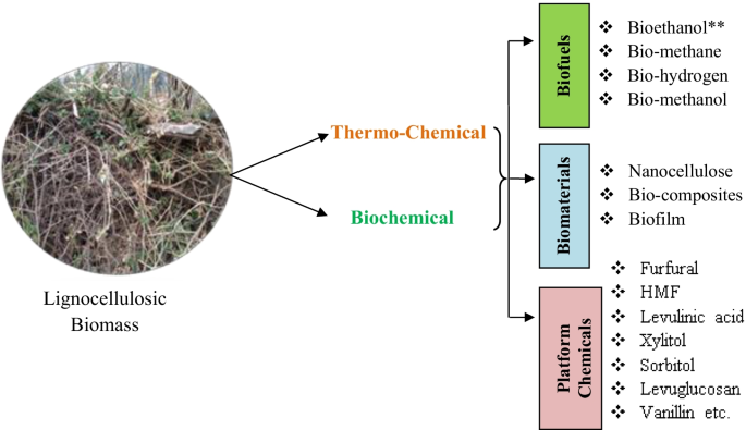 Lignocellulosic Biomass Valorization for Bioethanol a Bioeconomy Approach | SpringerLink