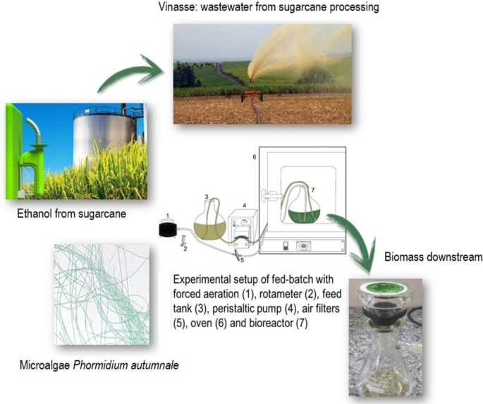 Microalgal Biomass Production by Phormidium autumnale at Fed-batch ...