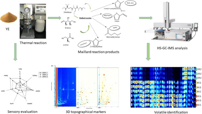 Direct Classification of Volatile Organic Compounds in Heat-Treated  Glutathione-Enriched Yeast Extract by Headspace-Gas Chromatography-Ion  Mobility Spectrometry (HS-GC-IMS) | Food Analytical Methods | Springer  Nature Link