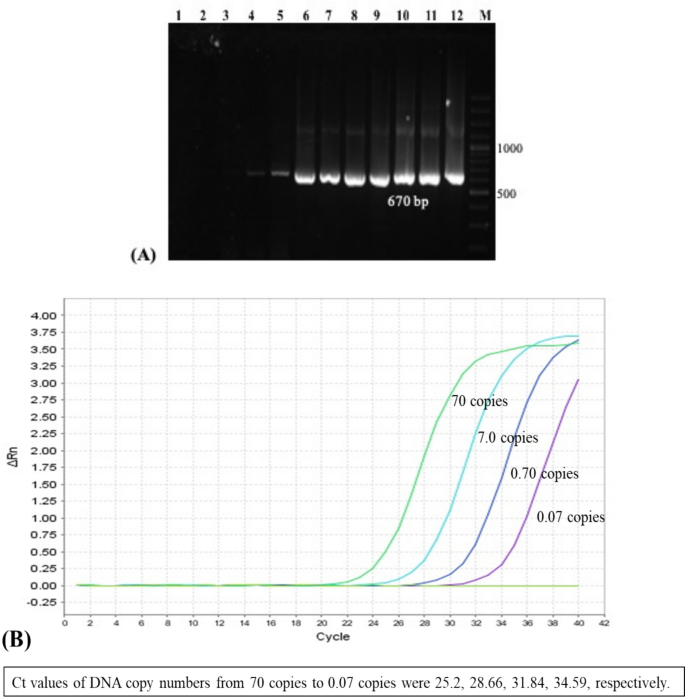 Development of TaqMan Probe-based Real-Time PCR Assays for Rapid ...