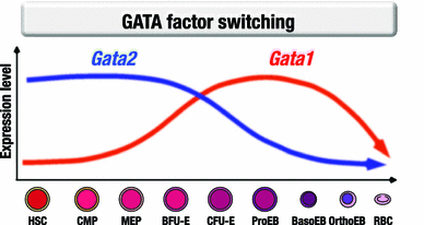 gata1 and gata2 gene transcription