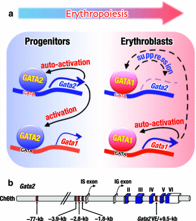 gata1 and gata2 gene transcription