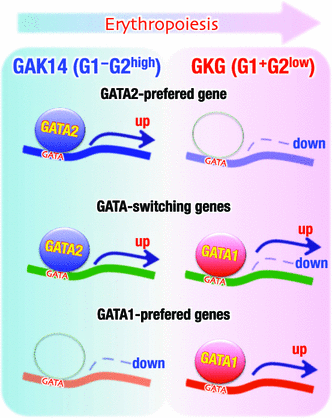 gata1 and gata2 gene transcription
