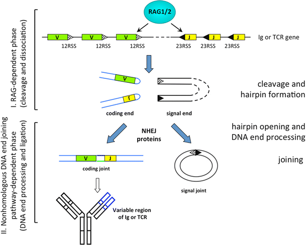 Структура холлидея. Собрать последовательность схемы рекомбинации. Рекомбинация днк. Гомологичная рекомбинация днк. Ферменты рекомбинации.