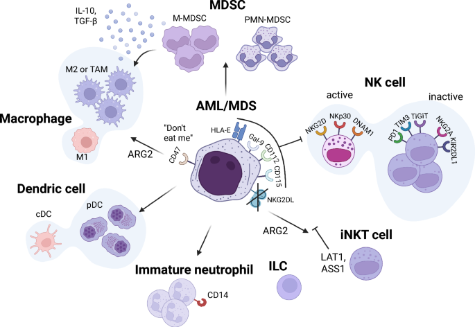 Recent advances of cell therapies for AML/MDS: exploring the ...