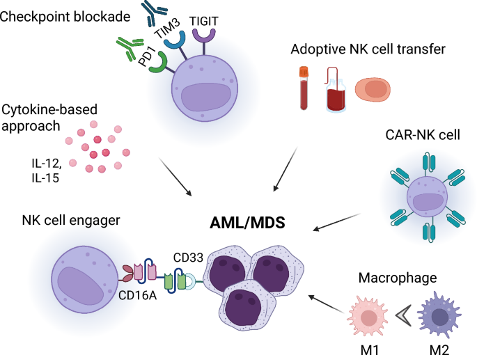 Recent advances of cell therapies for AML/MDS: exploring the ...
