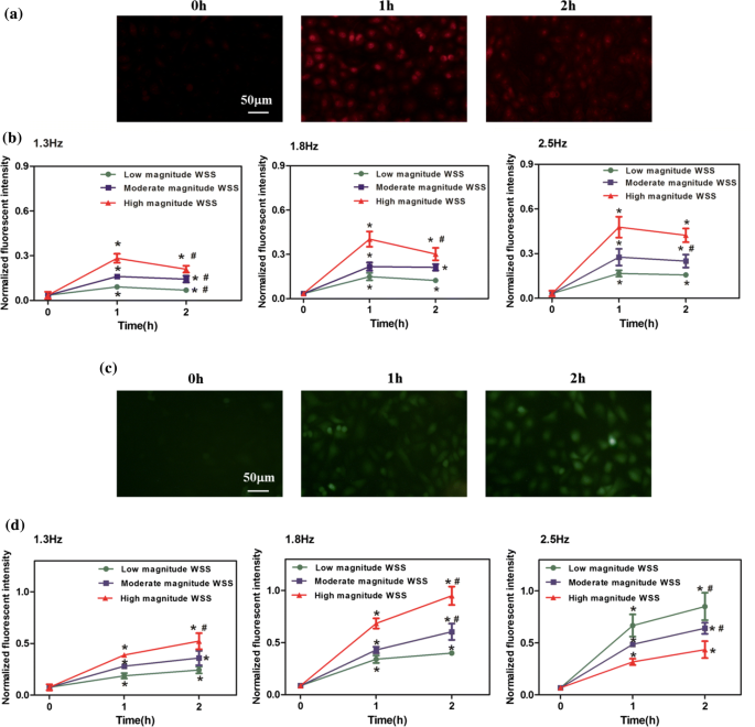 Ros And No Dynamics In Endothelial Cells Exposed To Exercise Induced Wall Shear Stress Springerlink