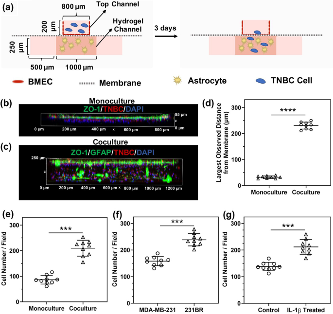 Evaluating The Role Of Il 1b In Transmigration Of Triple Negative Breast Cancer Cells Across The Brain Endothelium Springerlink