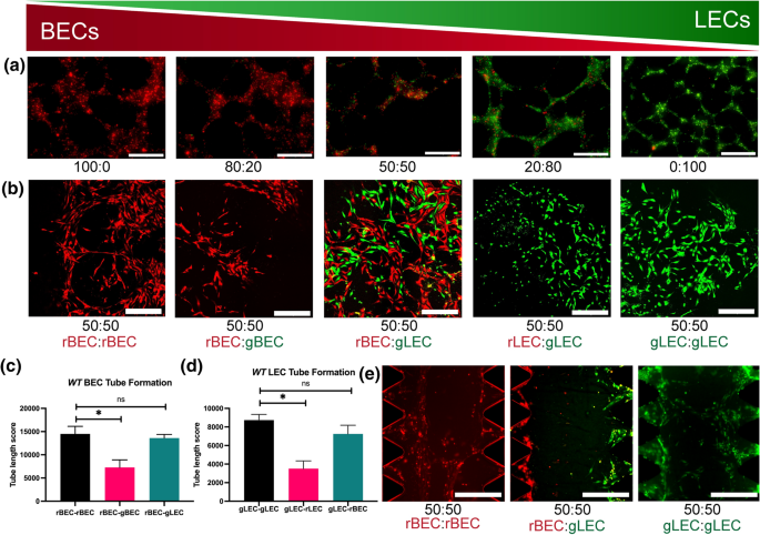 Podoplanin for the Distinct Blood and Lymphatic Capillaries |