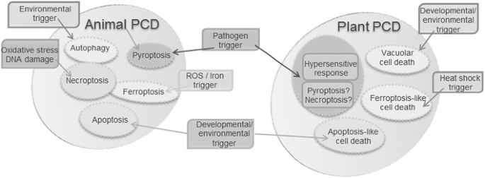 Routes To Cell Death In Animal And Plant Kingdoms From Classic Apoptosis To Alternative Ways To Die A Review Springerlink
