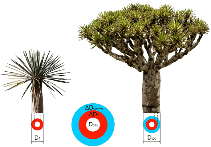 Age Estimation Of Juvenile Stages Of Dracaena Cinnabari Balf F The Last Stone In The Mosaic Of Knowing Its Lifespan Springerlink Age Estimation Of Juvenile Stages Of Dracaena Cinnabari Balf F The Last Stone In The Mosaic Of Knowing Its Lifespan Springerlink