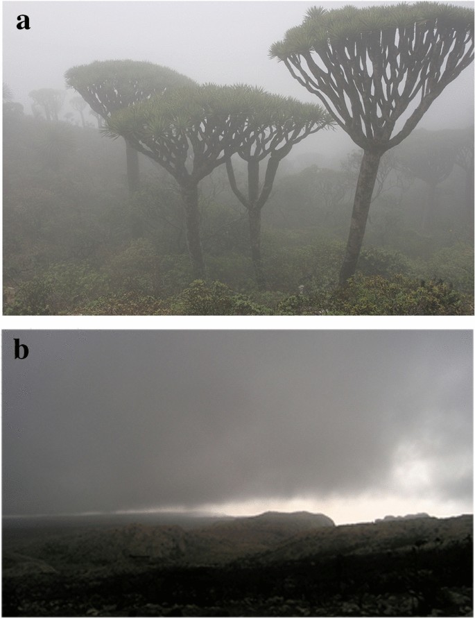 Potential Importance Of Socotra Dragon S Blood Tree Cloud Forests And Woodlands For Capturing Horizontal Precipitation Springerlink