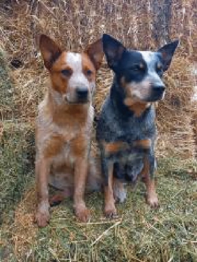 A genealogical survey on the main bloodline of the Australian Cattle Dog in  Italy | SpringerLink