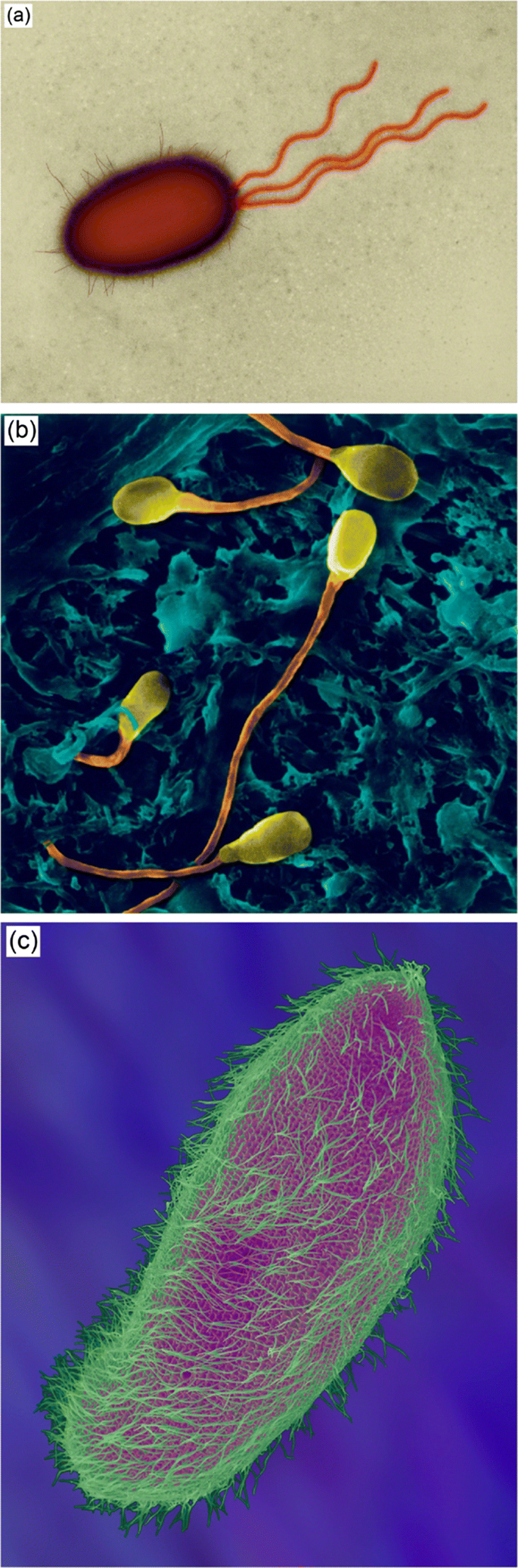 Bioinspired Reorientation Strategies For Application In Micro Nanorobotic Control Springerlink
