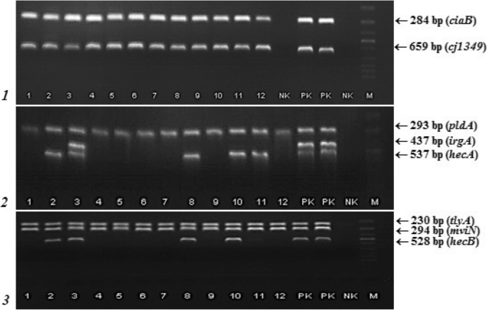 Occurrence of virulence-associated genes in Arcobacter butzleri and  Arcobacter cryaerophilus isolates from foodstuff, water, and clinical  samples within the Czech Republic | SpringerLink