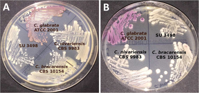 Prevalence of human pathogens of the clade Nakaseomyces in a culture  collection—the first report on Candida bracarensis in Poland | SpringerLink