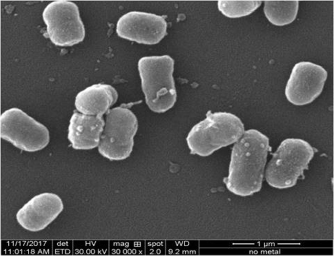 Arsenic efflux in Enterobacter cloacae RSN3 isolated from arsenic-rich soil  | SpringerLink