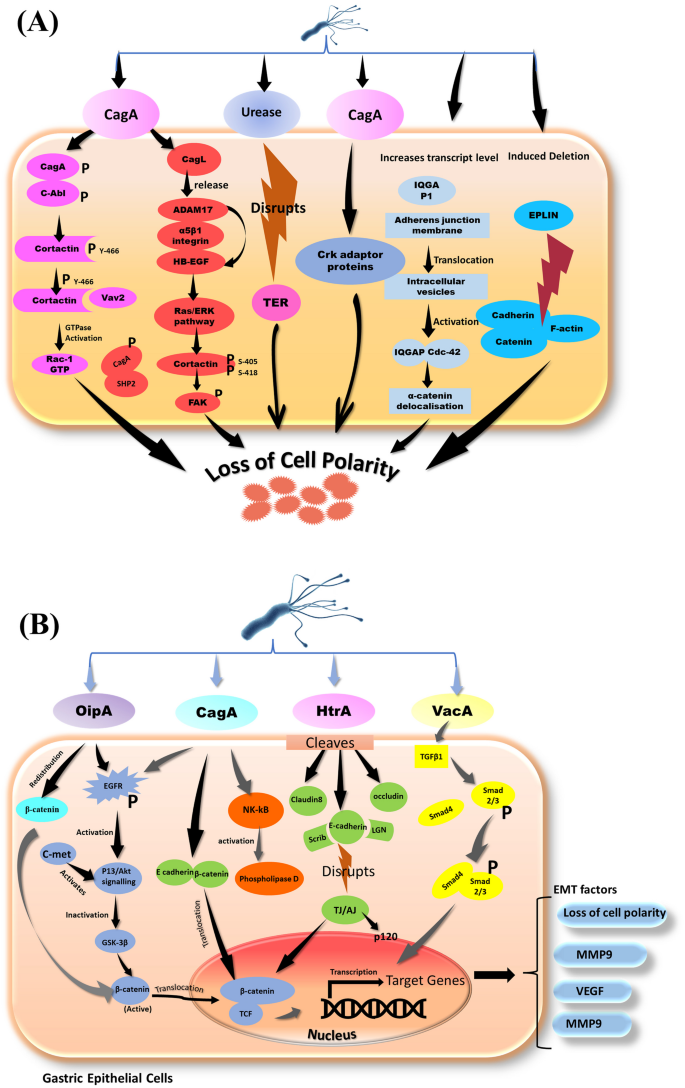 Temporal In Vitro Raman Spectroscopy for Monitoring Replication Kinetics of  Epstein–Barr Virus Infection in Glial Cells