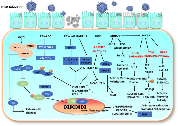 Temporal In Vitro Raman Spectroscopy for Monitoring Replication Kinetics of  Epstein–Barr Virus Infection in Glial Cells