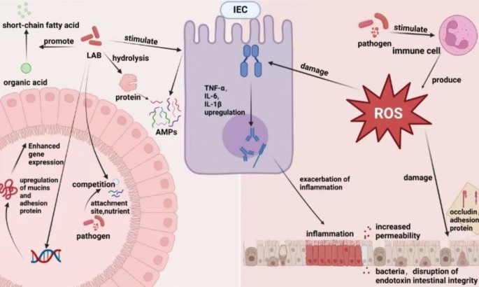 glutathione n acetylcysteine antidoe Proposed molecular mechanism by which N-acetyl cysteine (NAC)