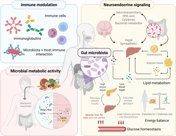 Gut allies against metabolic disorders: the therapeutic promise of ...