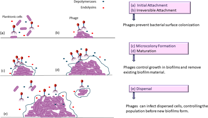 Potential of phage therapy for the treatment of diabetic foot ...