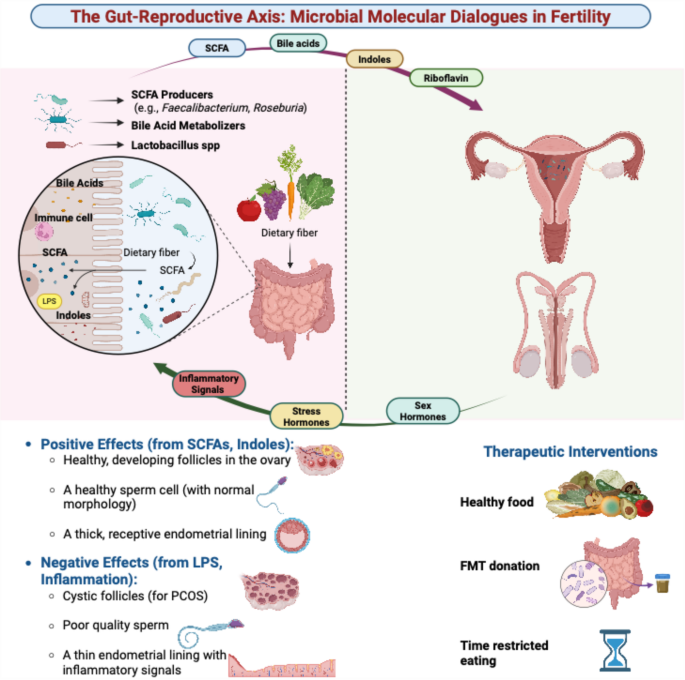 The interplay of microbiome, molecular mechanisms, and fertility -an ...